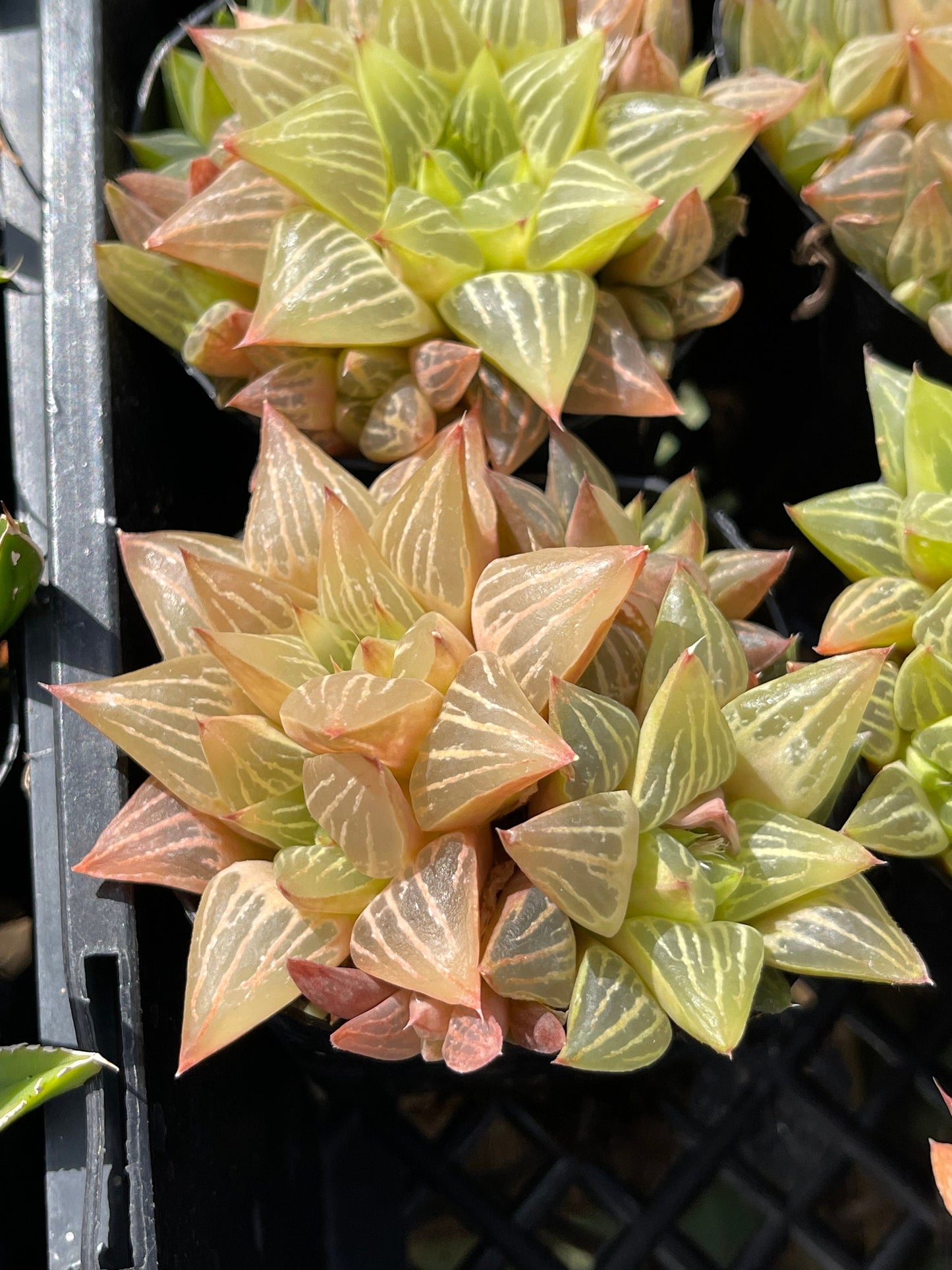 Haworthia Retusa Clusters | Live Succulent