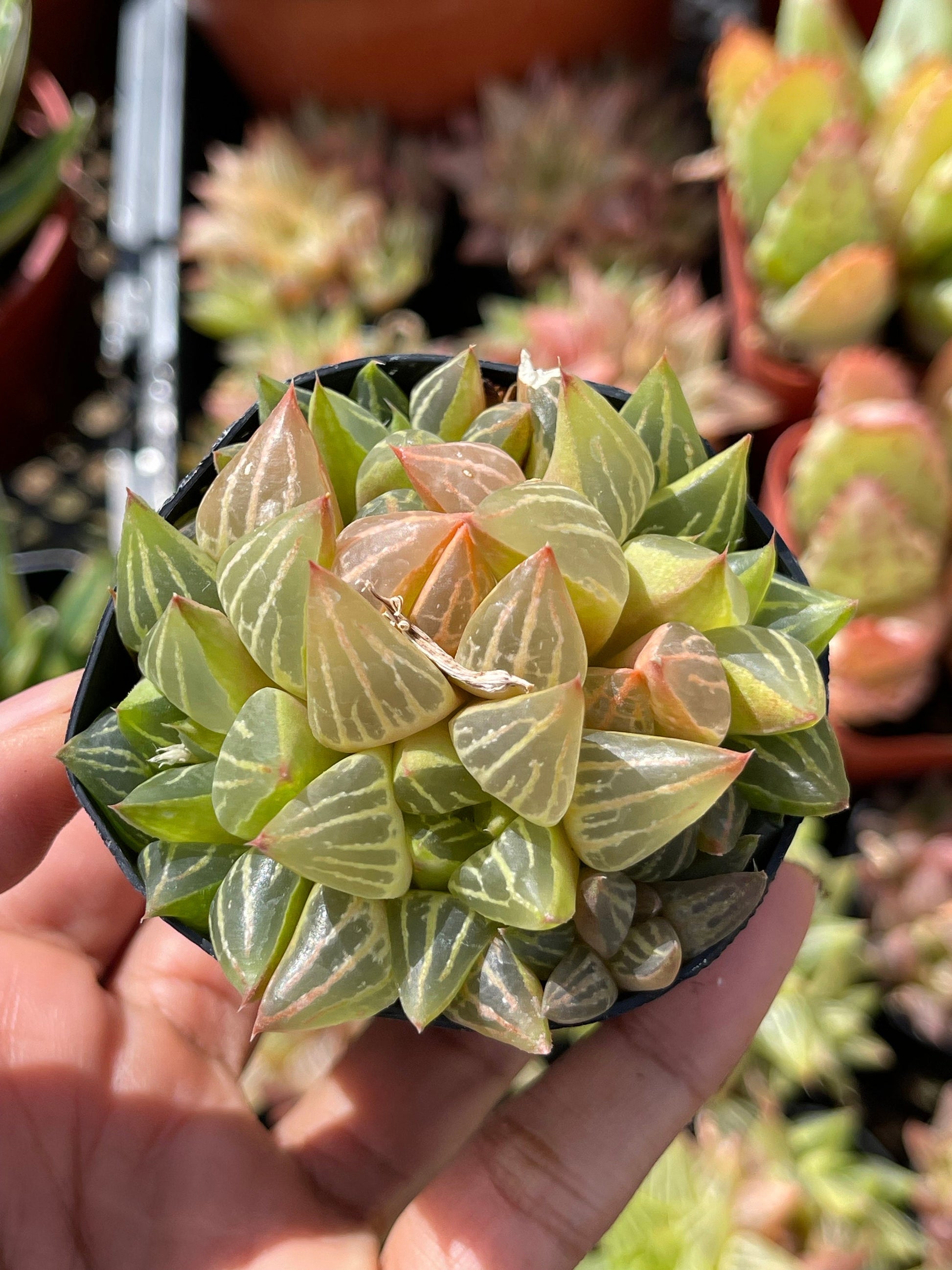 Haworthia Retusa Clusters | Live Succulent