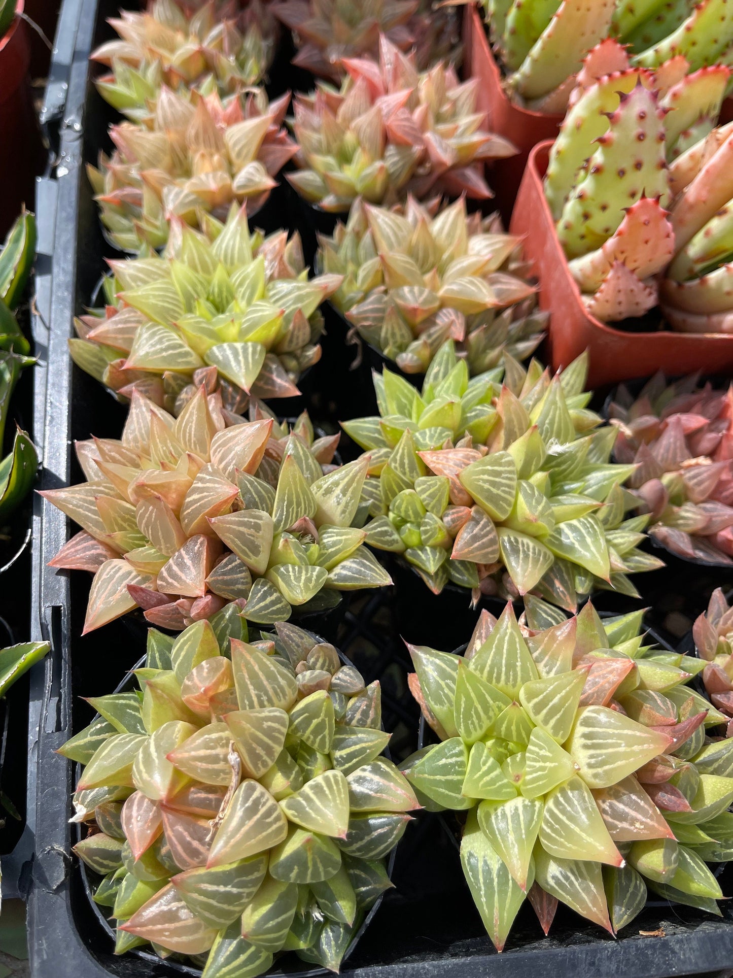 Haworthia Retusa Clusters | Live Succulent