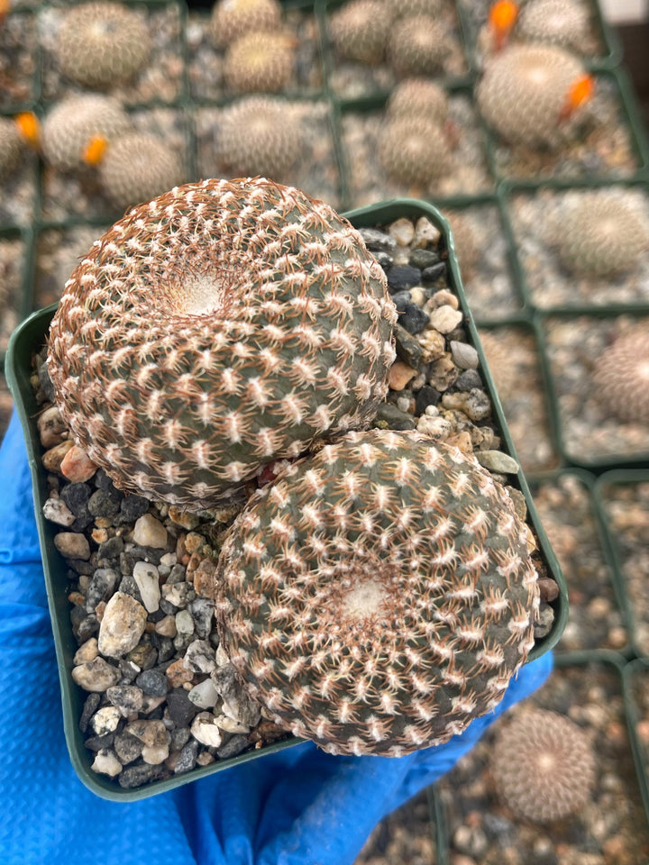 Sulcorebutia Arenacea | Live Cactus