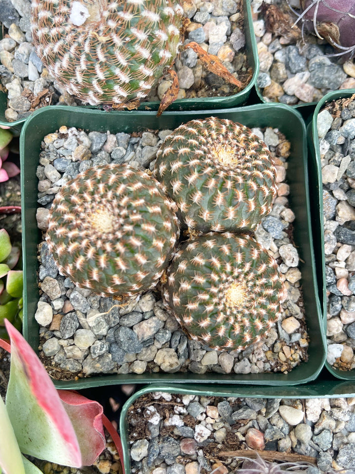 Sulcorebutia Arenacea | Live Cactus