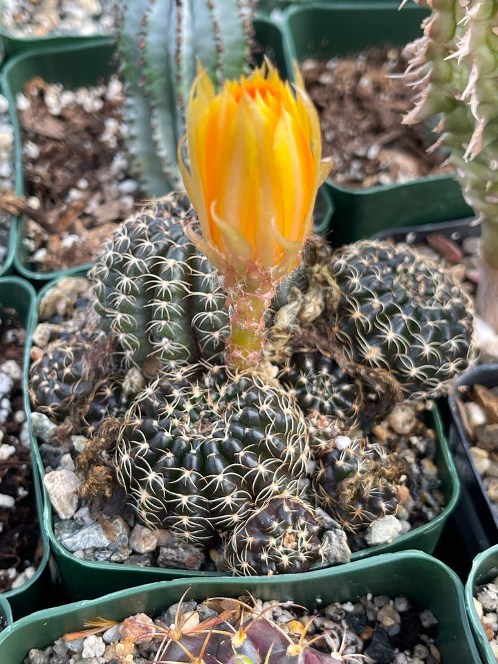 3.5”Lobivia Arachnacantha Cluters | Black Cactus | Live Cactus