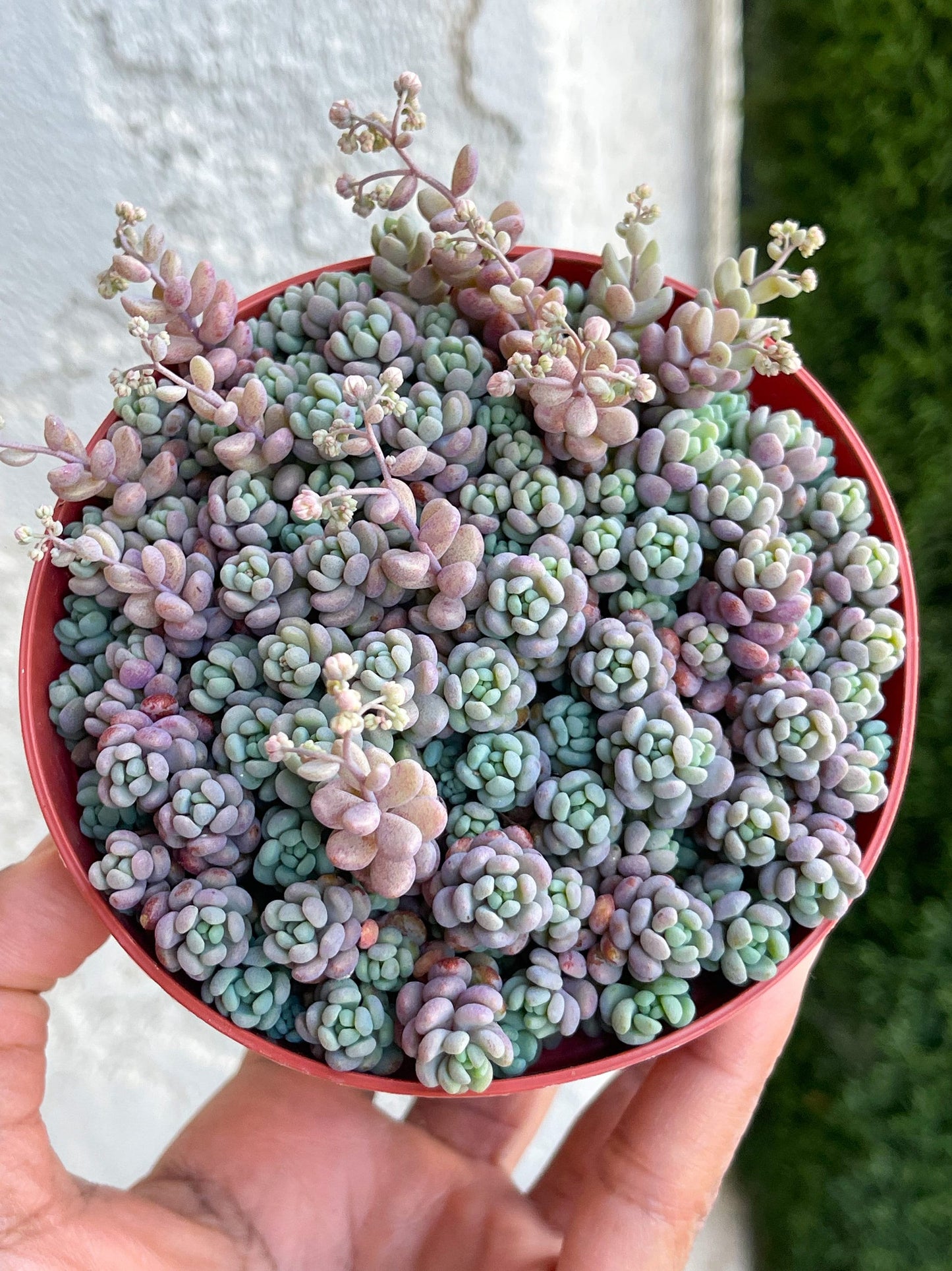 Sedum Dasyphyllum Minor | Corsican Stonecrop | Blue Tears Sedum