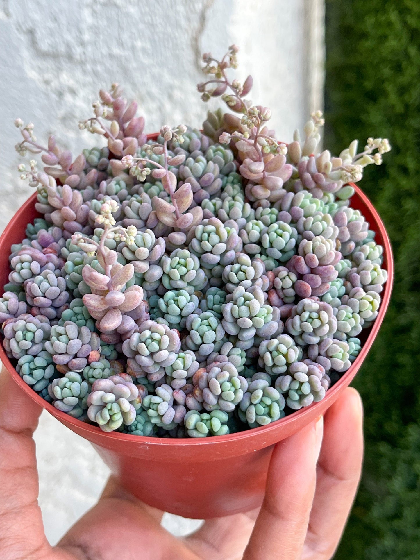 Sedum Dasyphyllum Minor | Corsican Stonecrop | Blue Tears Sedum