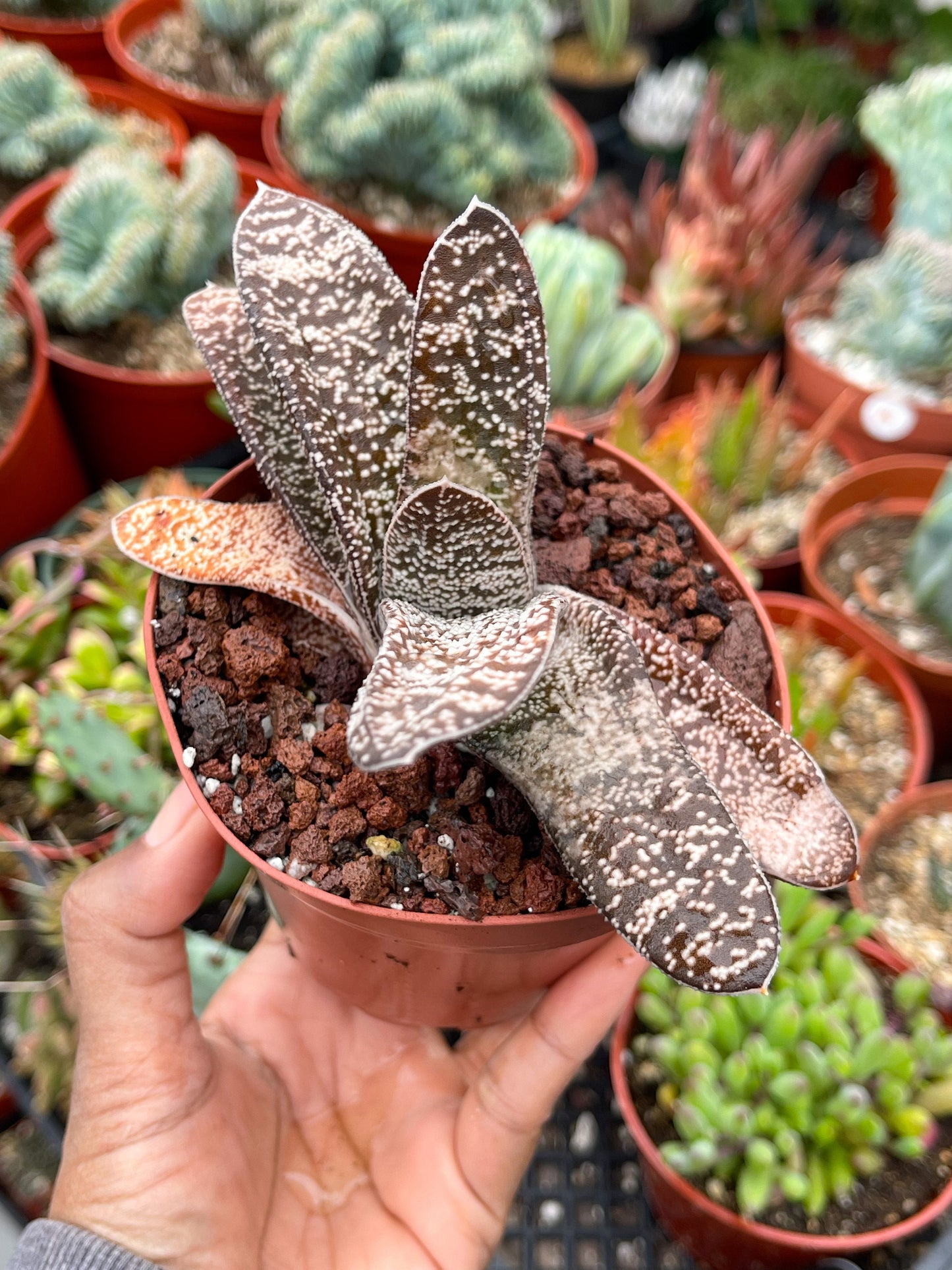 Large Gasteria | Live Plant | Live Cactus