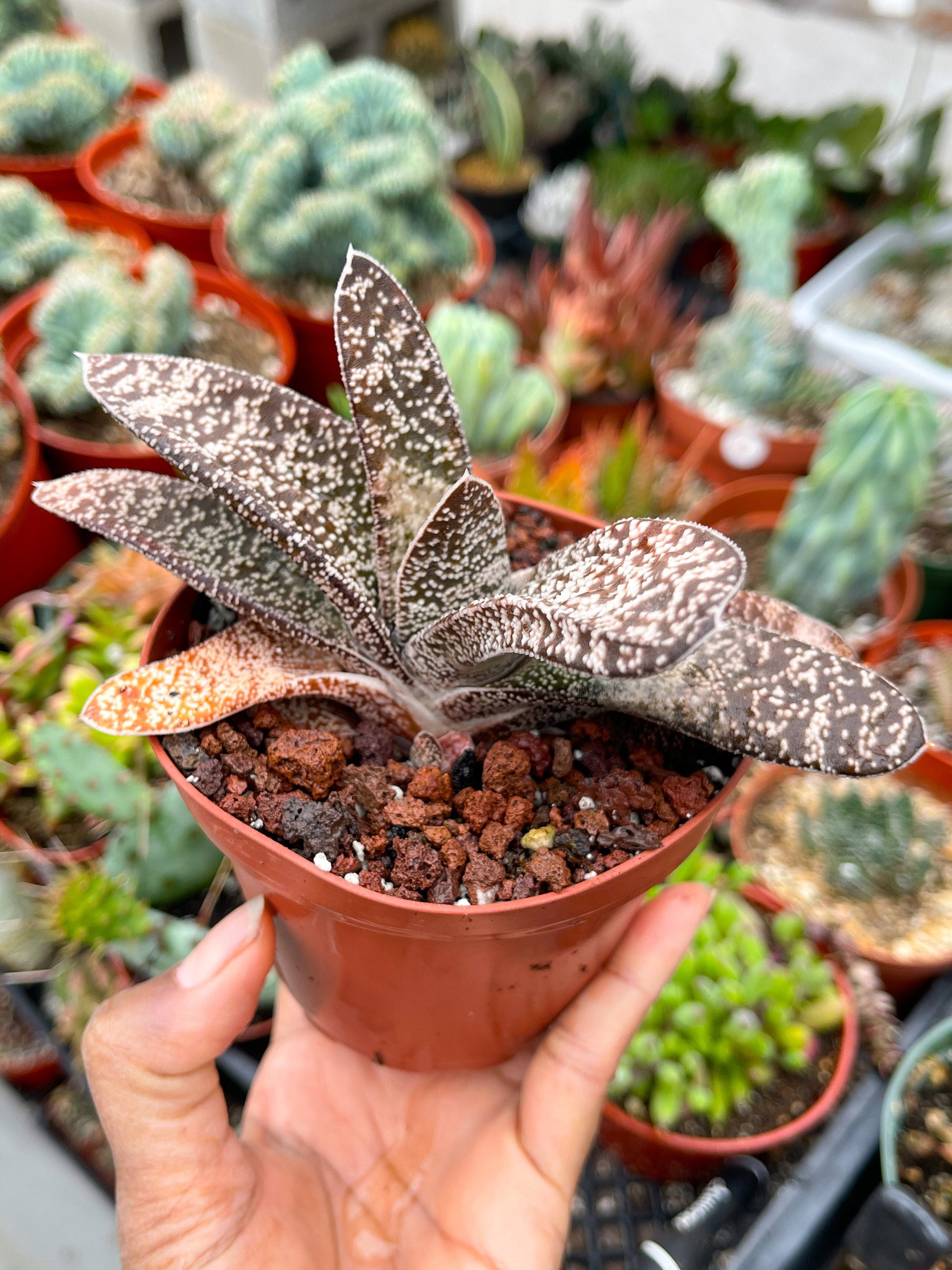 Large Gasteria | Live Plant | Live Cactus