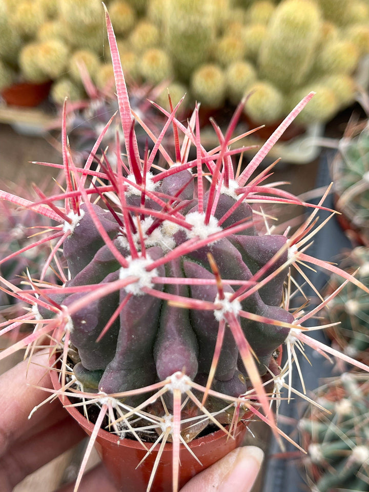 Ferocactus gracilis coloratus | Red Barrel Cactus | Rare Cactus | Live Plant