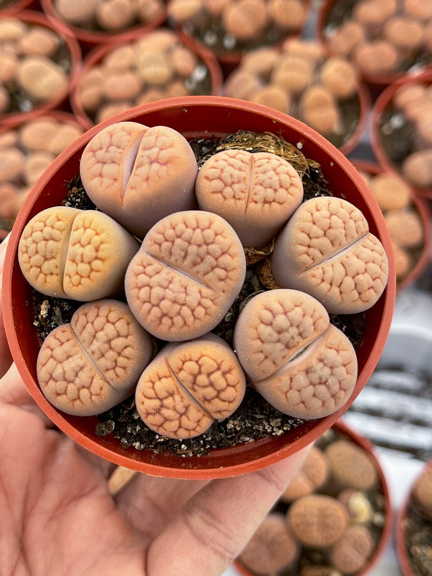 Lithops Living Stone succulent | Live Plant