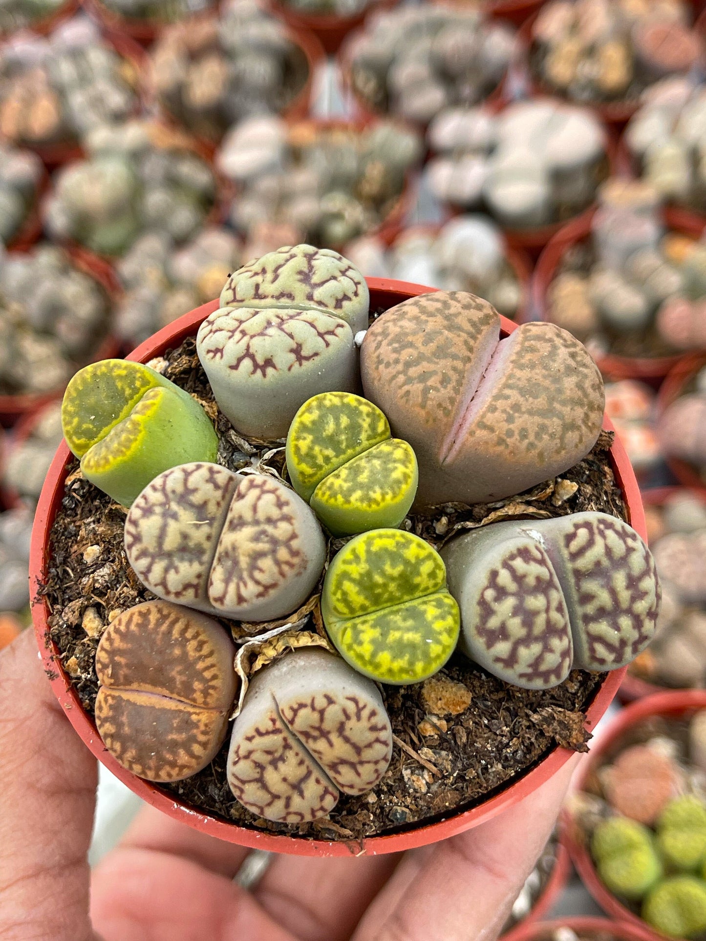 Lithops Living Stone succulent | Live Plant