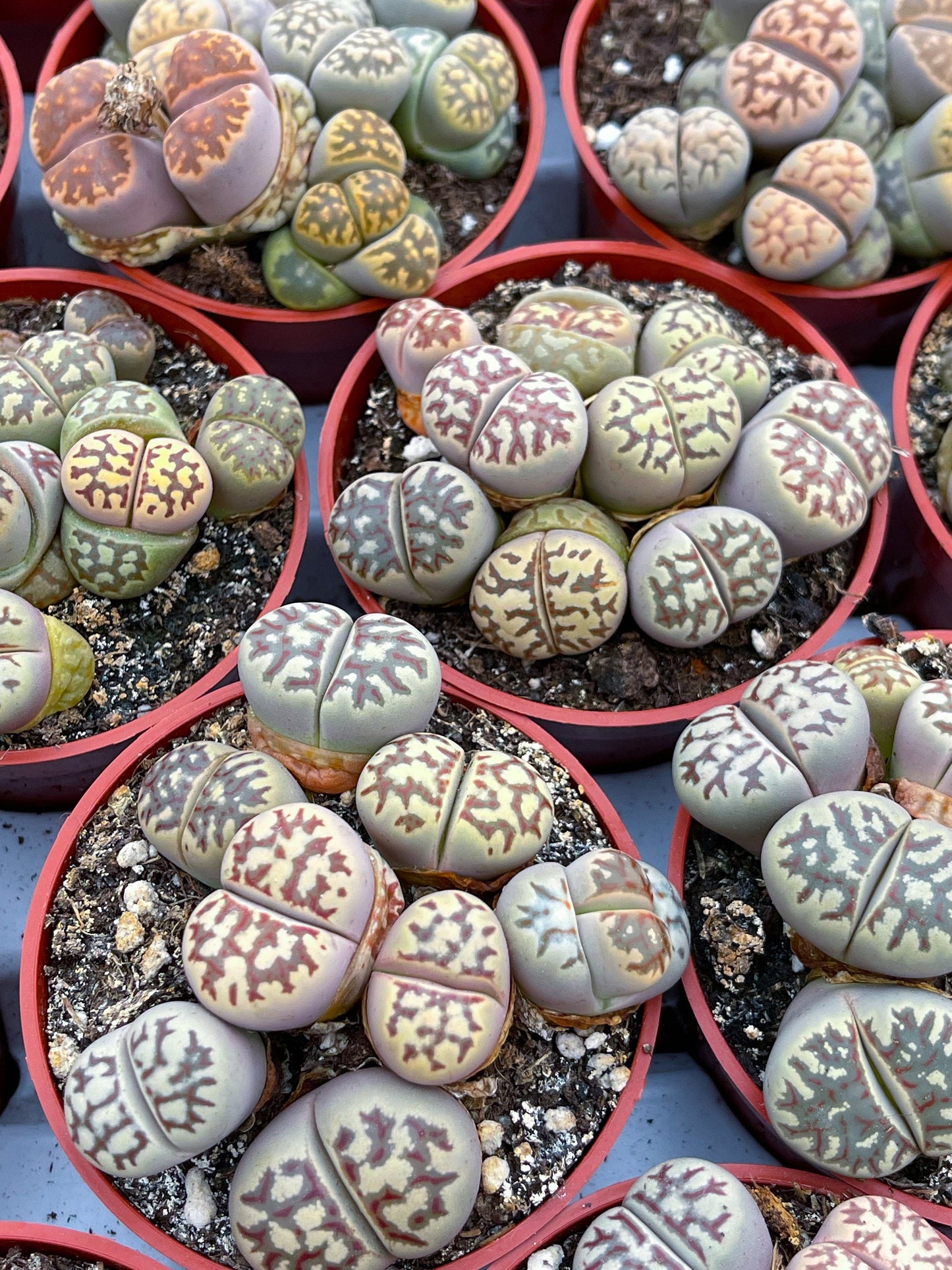 Lithops Living Stone succulent | Live Plant