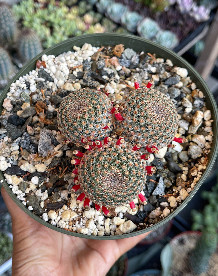 Mammillaria Huitzilopochtli with flower buds | Live Cactus