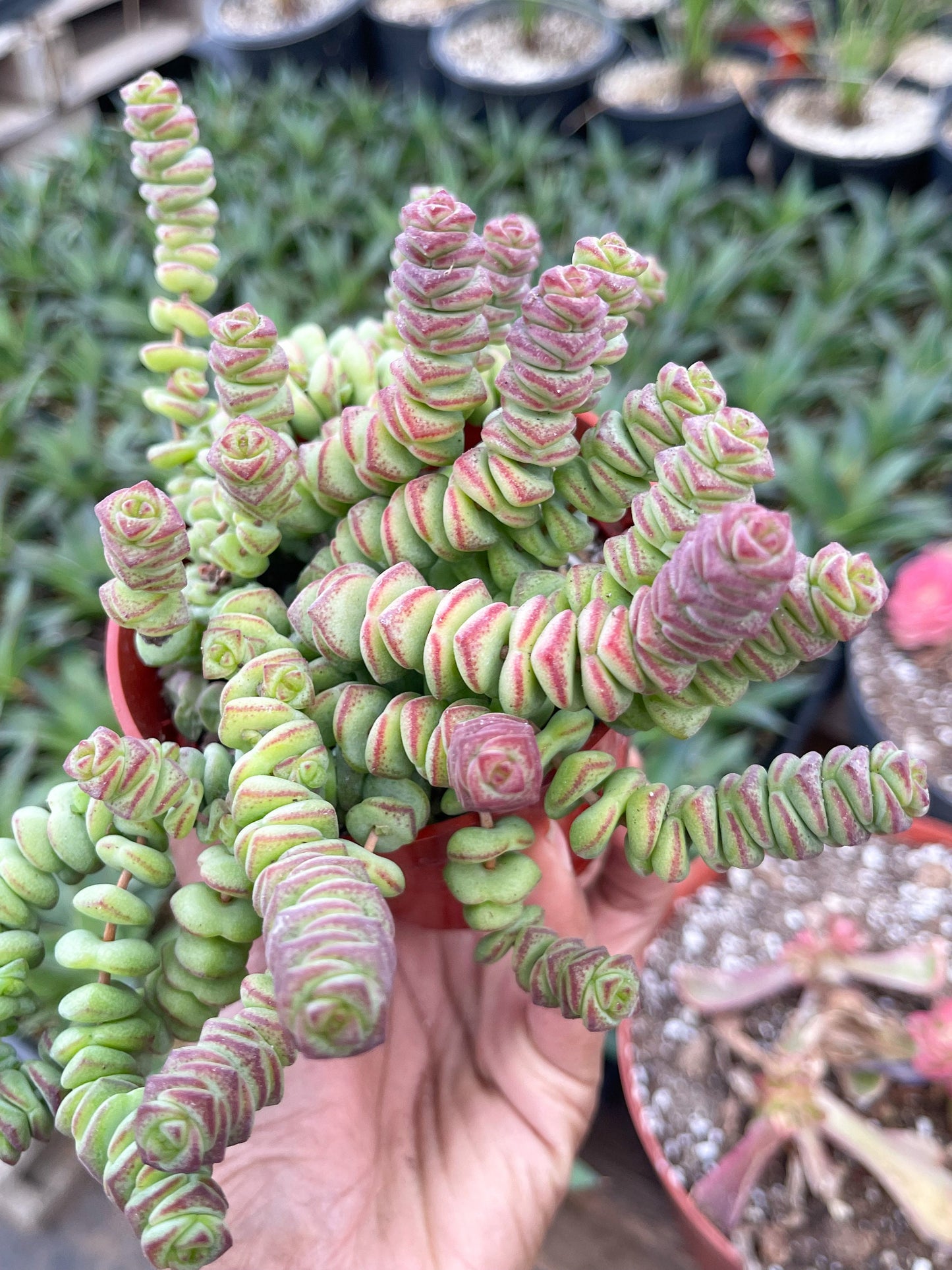 Crassula Baby Necklace | Live Succulent