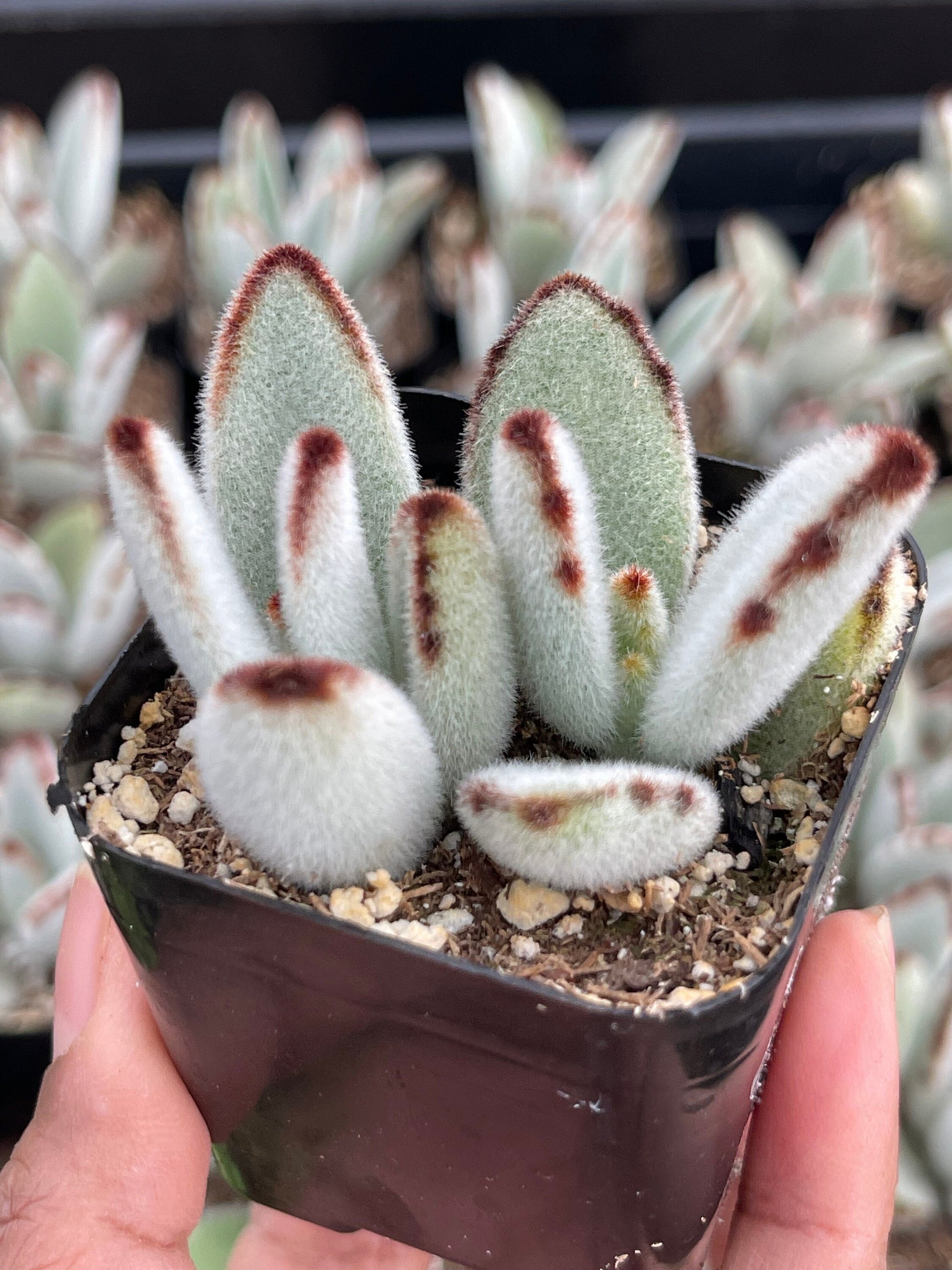 Kalanchoe | Panda Plant | Fuzzy Succulent