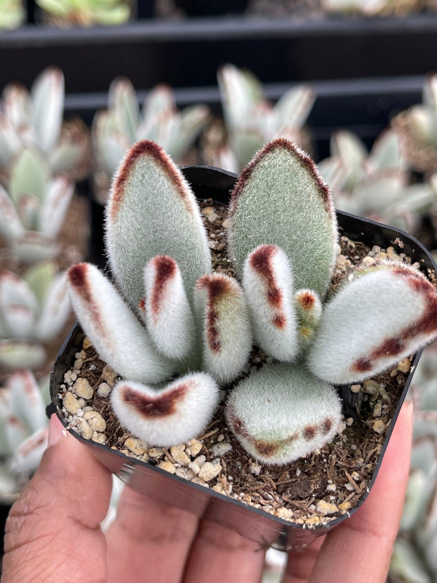 Kalanchoe | Panda Plant | Fuzzy Succulent