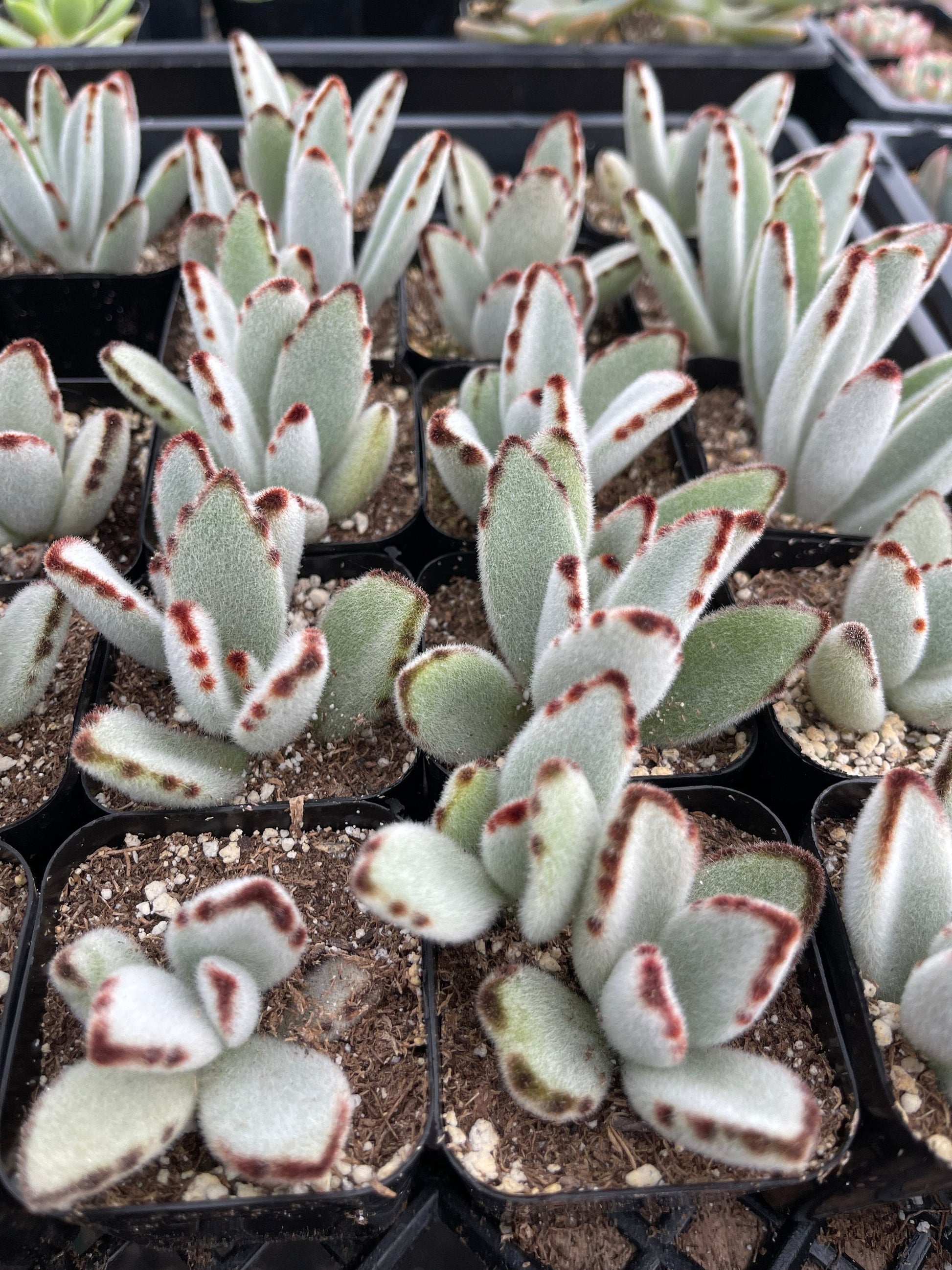 Kalanchoe | Panda Plant | Fuzzy Succulent