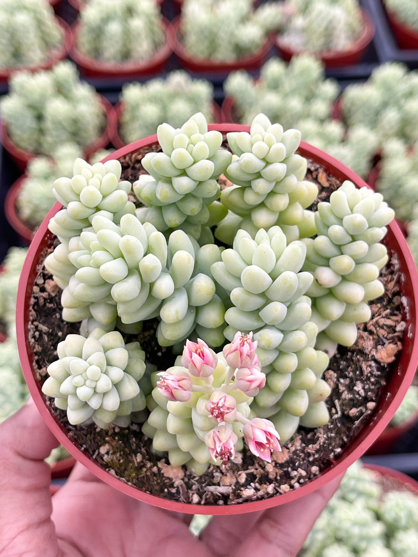 Donkey Tail | Sedum Morganianum | Live Plant