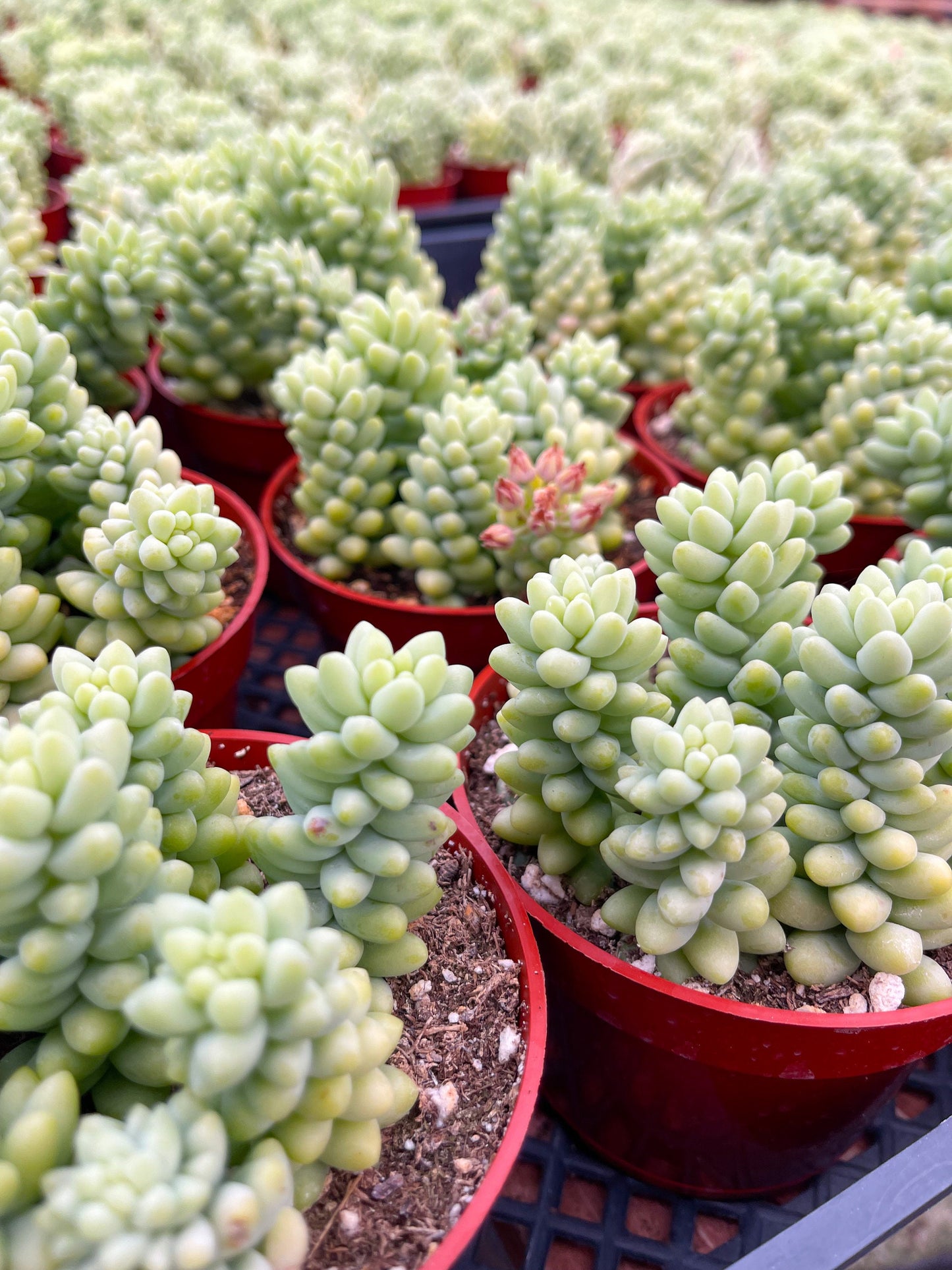 Donkey Tail | Sedum Morganianum | Live Plant