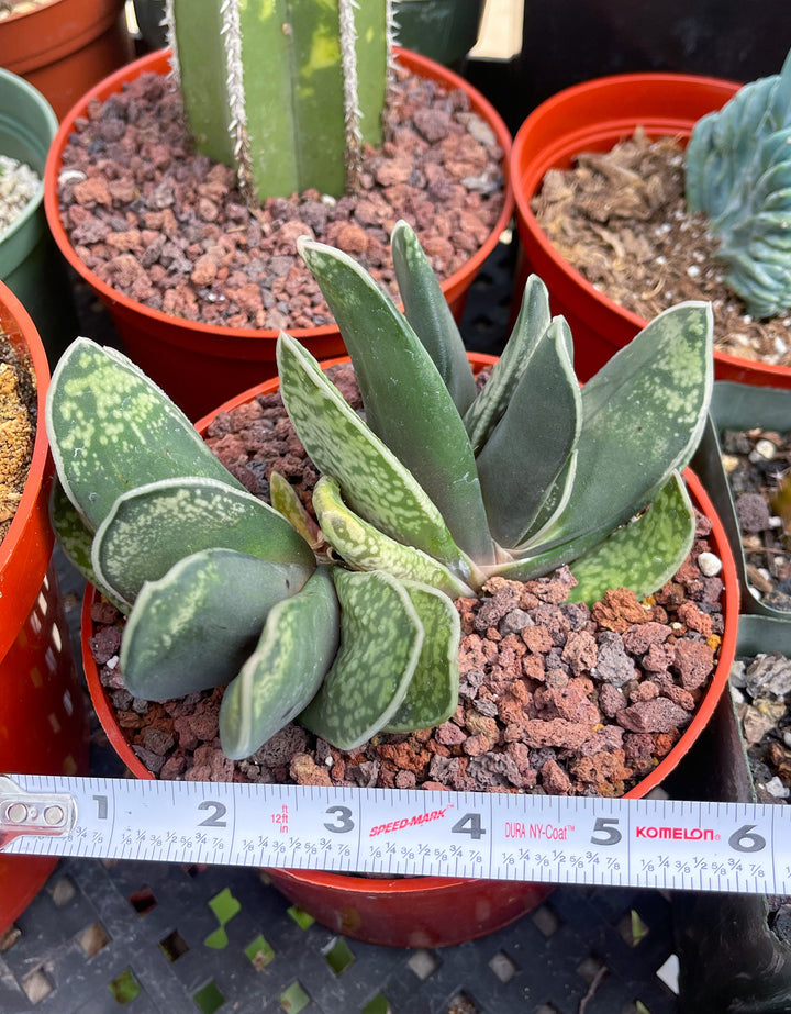 Large Harworthia with pup | Rare Item | | Live Succulent