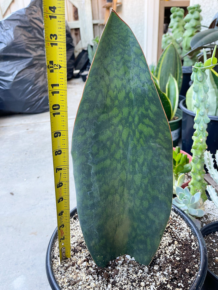 Sansevieria Whale Fin | Sansevieria Masoniana | Snake Plant | Live Plant