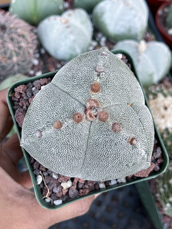 3 Ribs Astrophytum Myriostigma | Tricostatum | Live Cactus | Rare Plant