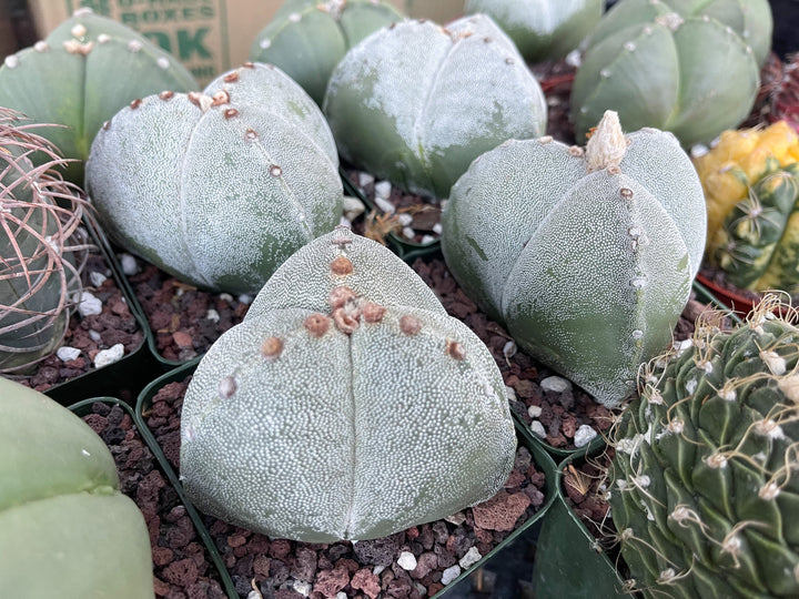 3 Ribs Astrophytum Myriostigma | Tricostatum | Live Cactus | Rare Plant