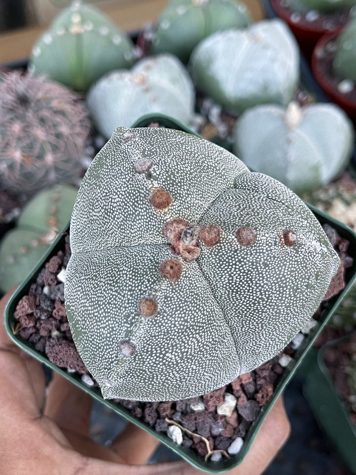 3 Ribs Astrophytum Myriostigma | Tricostatum | Live Cactus | Rare Plant