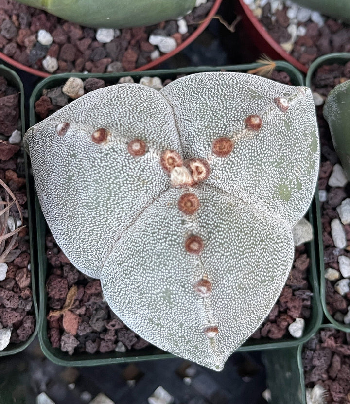 3 Ribs Astrophytum Myriostigma | Tricostatum | Live Cactus | Rare Plant