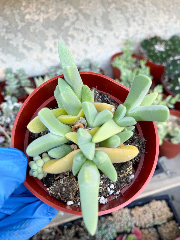 Cheiridopsis Denticulata| Rare Cactus | Live cactus