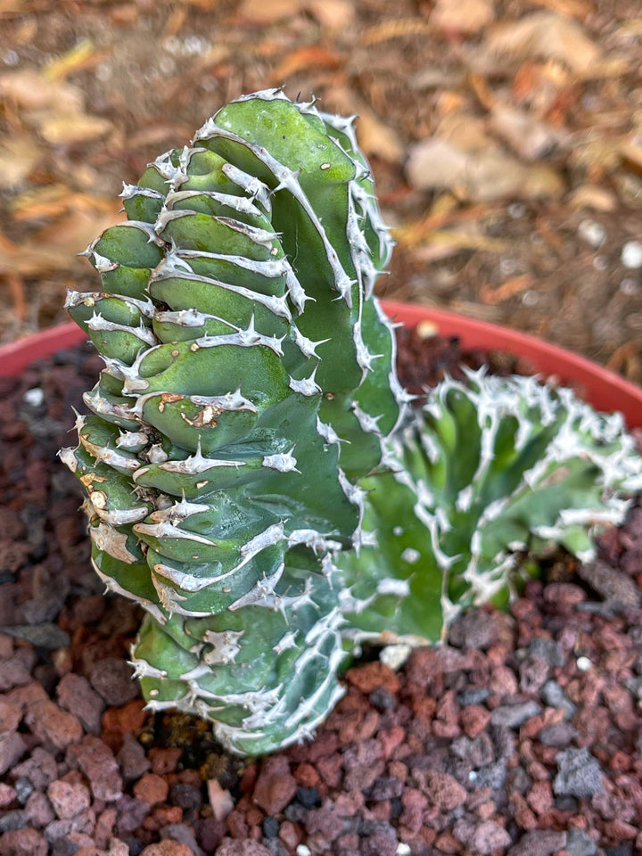 Crested Euphorbia Kibwezensis | Rare Cactus | Live Plant