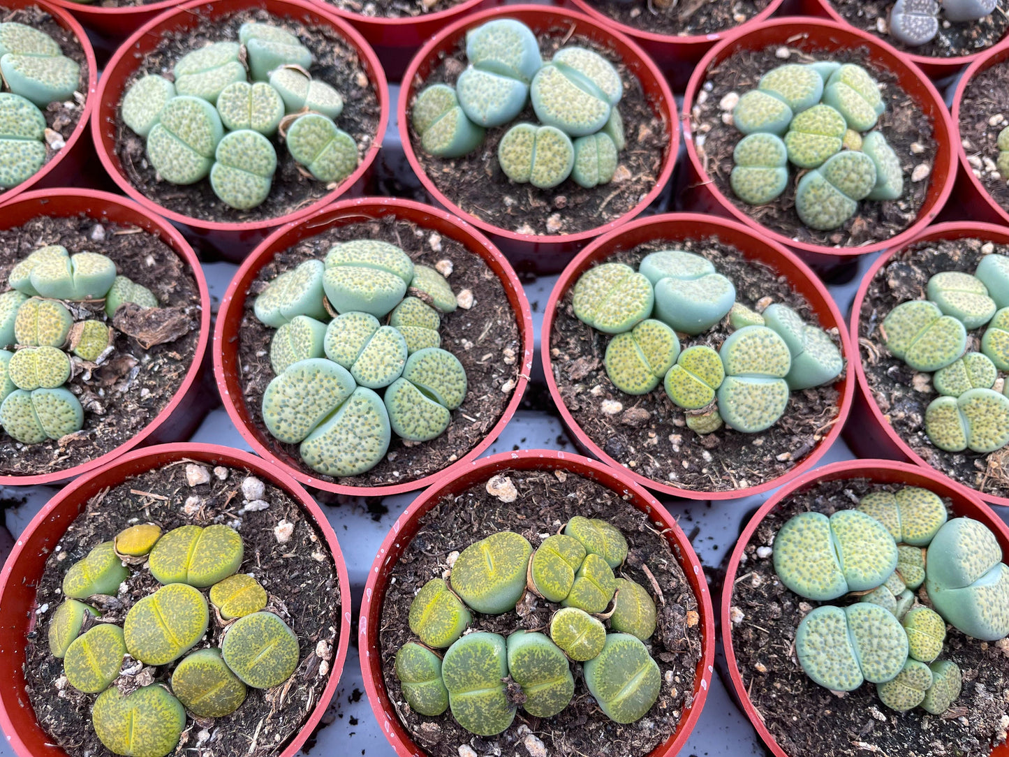 Lithops Living Stone succulent | Live Plant