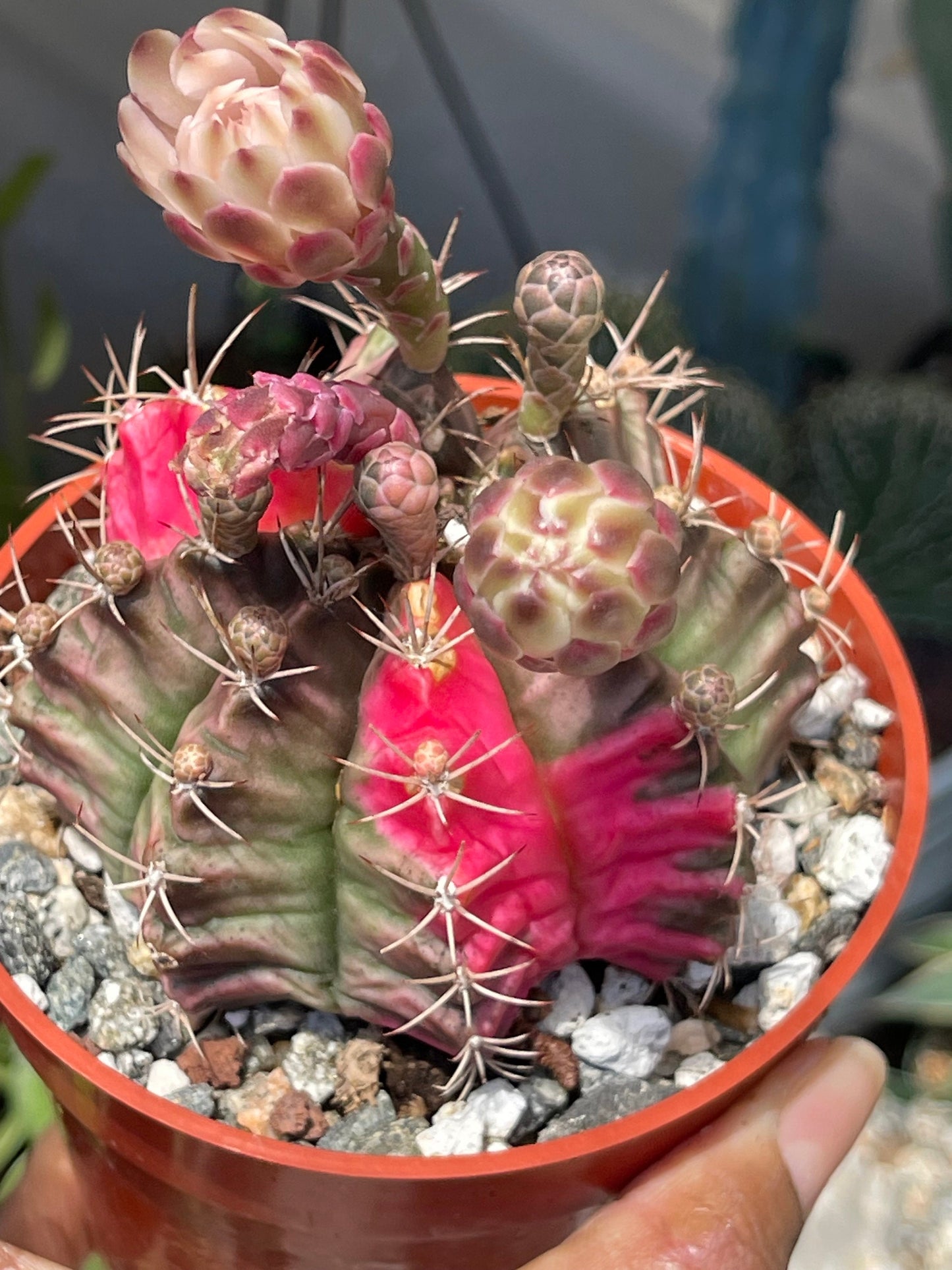 Variegated Gymnocalycium Mihanovichii | Live Cactus | Rare Cactus