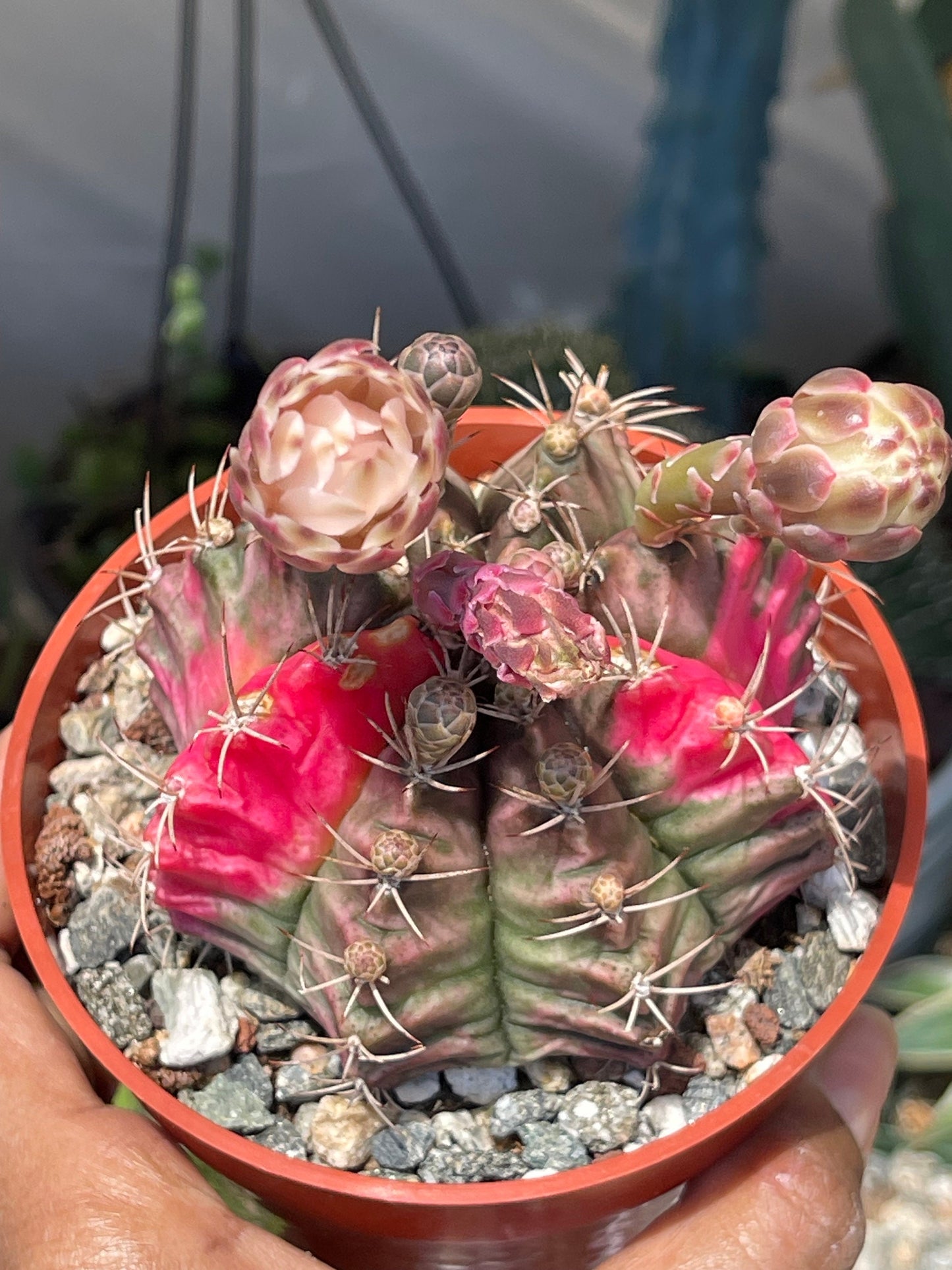 Variegated Gymnocalycium Mihanovichii | Live Cactus | Rare Cactus