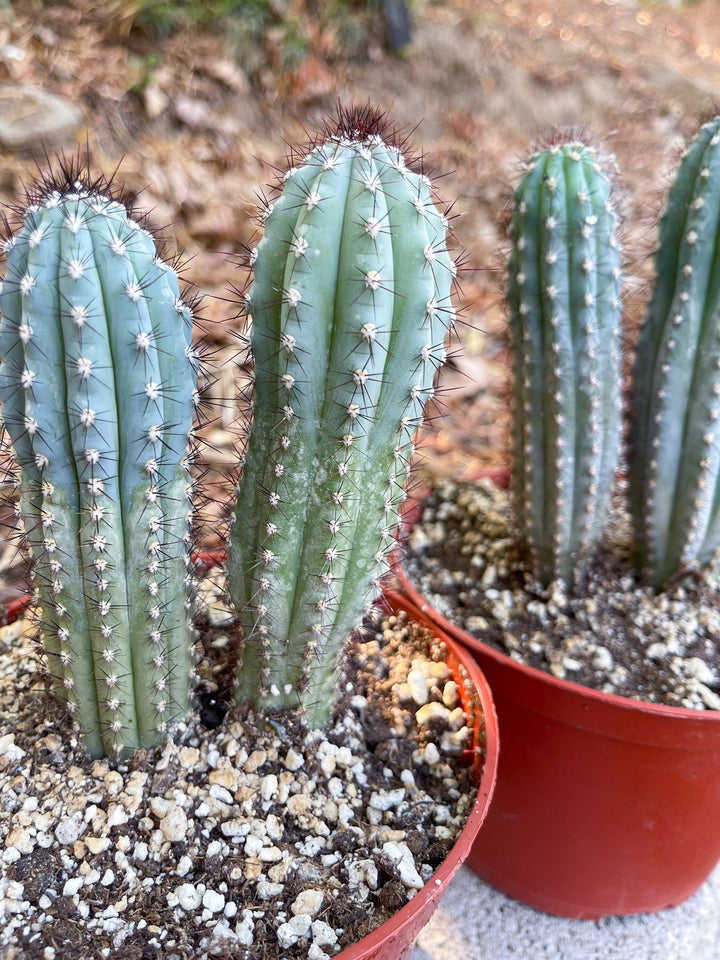 Cipocereus Bradei | Blue Cactus | Rare Exotic Cactus