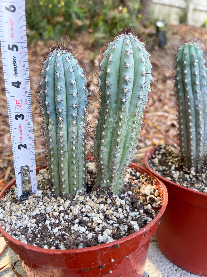 Cipocereus Bradei | Blue Cactus | Rare Exotic Cactus