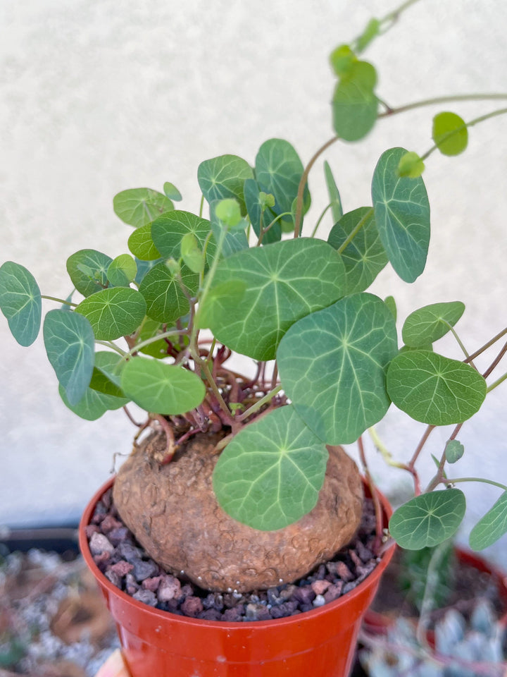 money plant live Stephania Erecta | Charlotte's Web Thailand Money Plant