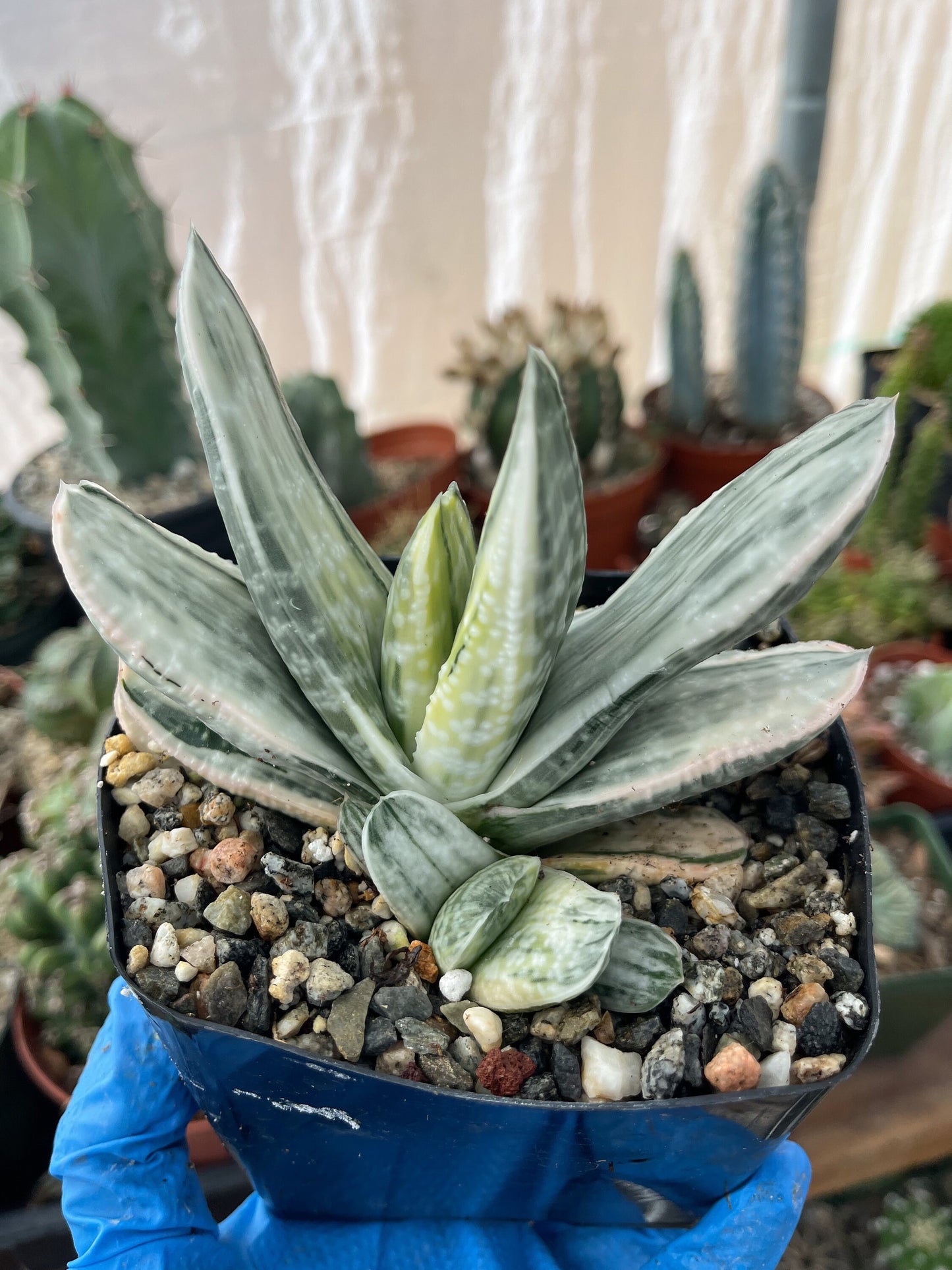 Gasteria Hybrids | Rare Succulent | Live Plant