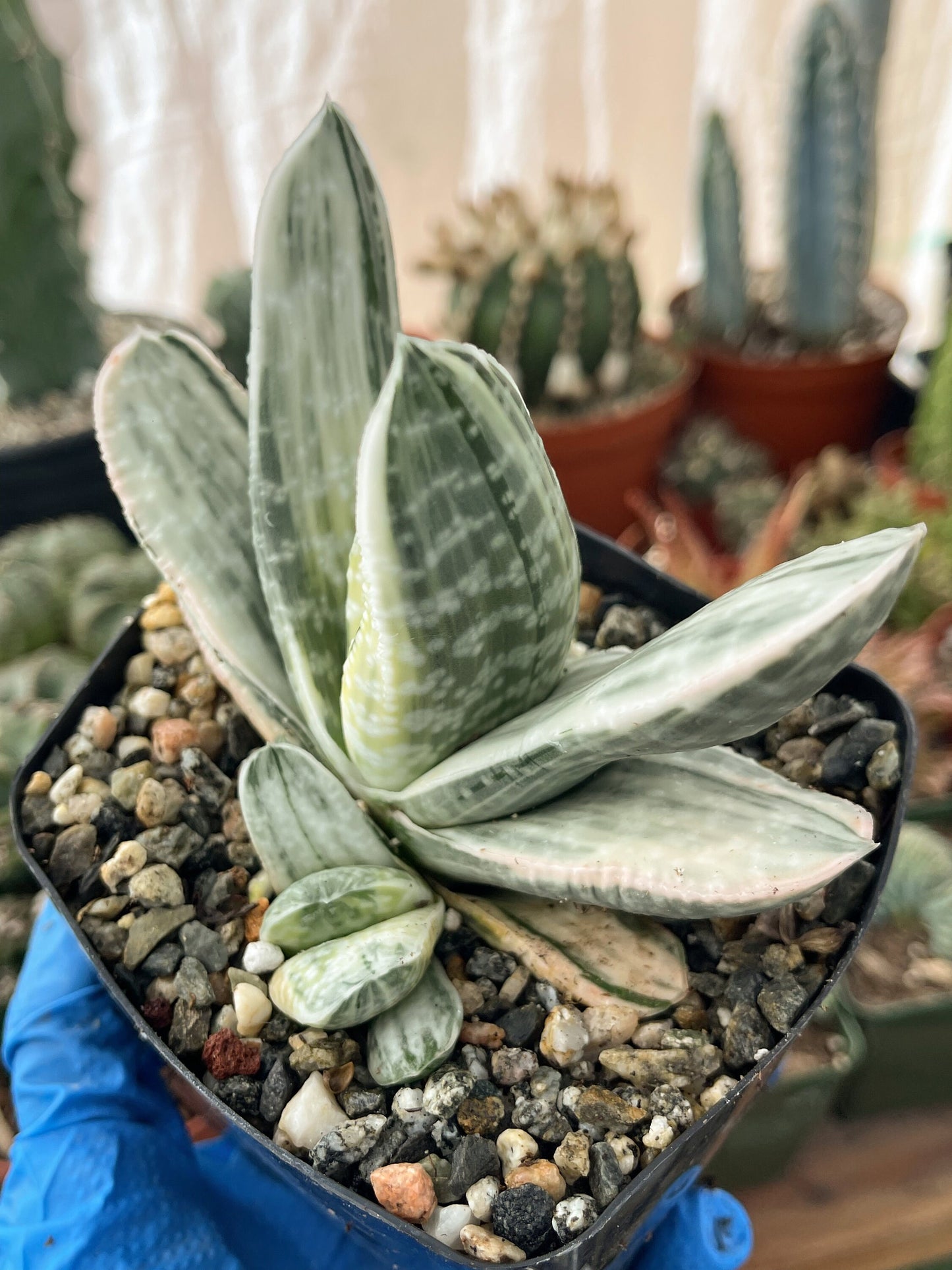 Gasteria Hybrids | Rare Succulent | Live Plant