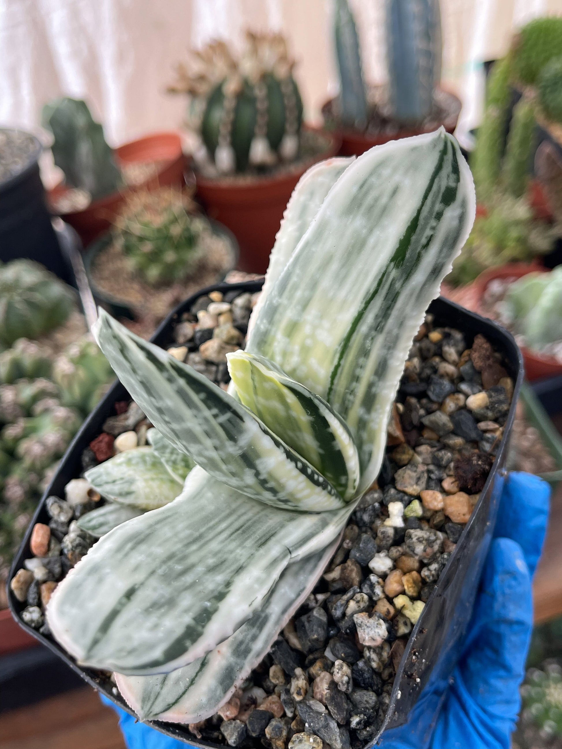 Gasteria Hybrids | Rare Succulent | Live Plant