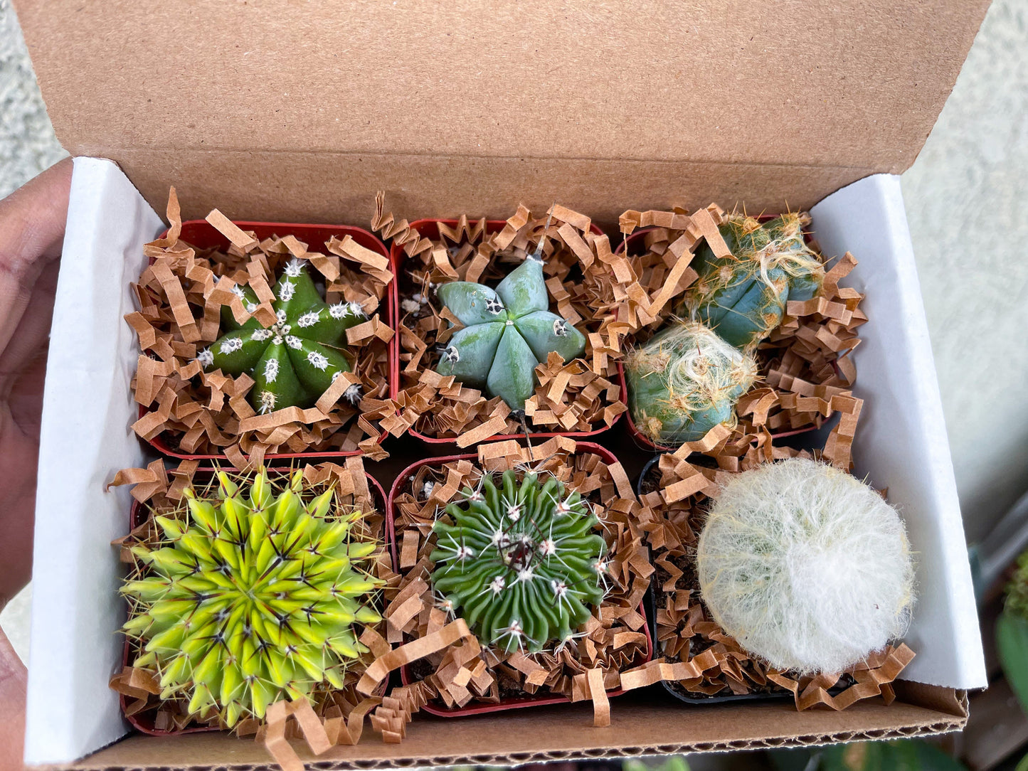 Special Cactus Gift Box | Gift for him | Gift for her | Holidays Gift Box | 6 packs Cactus Gift Box