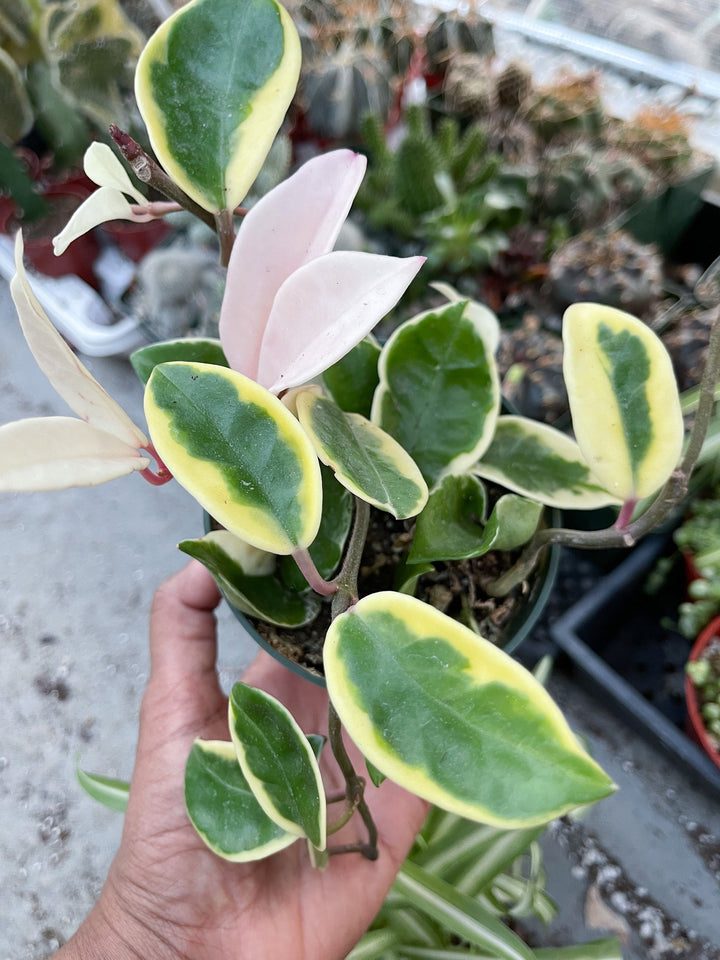 Hoya carnosa ‘Krimson Queen’ | Live variegated indoor house plant