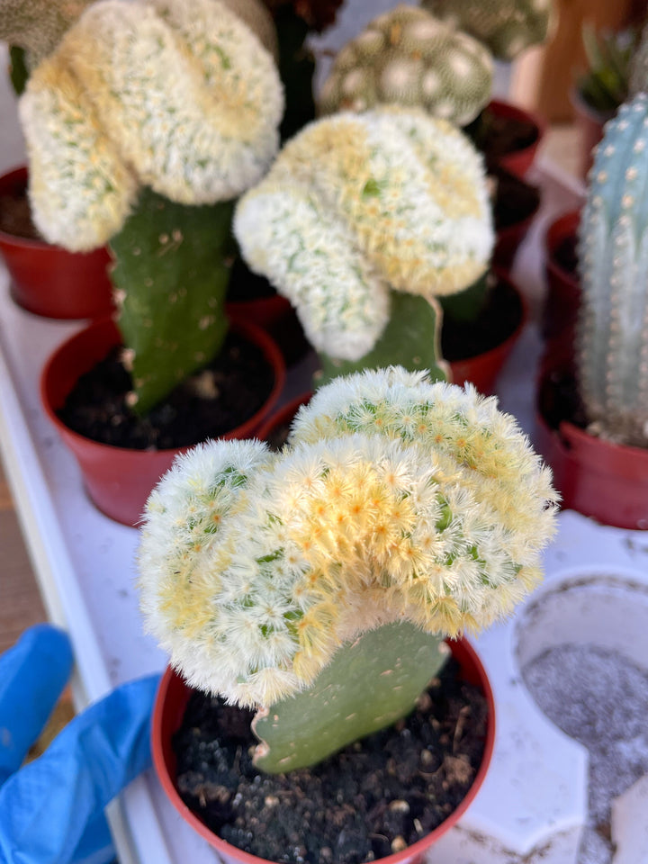 Crest Grafted Mammillaria | Rare Cactus | Live Plant