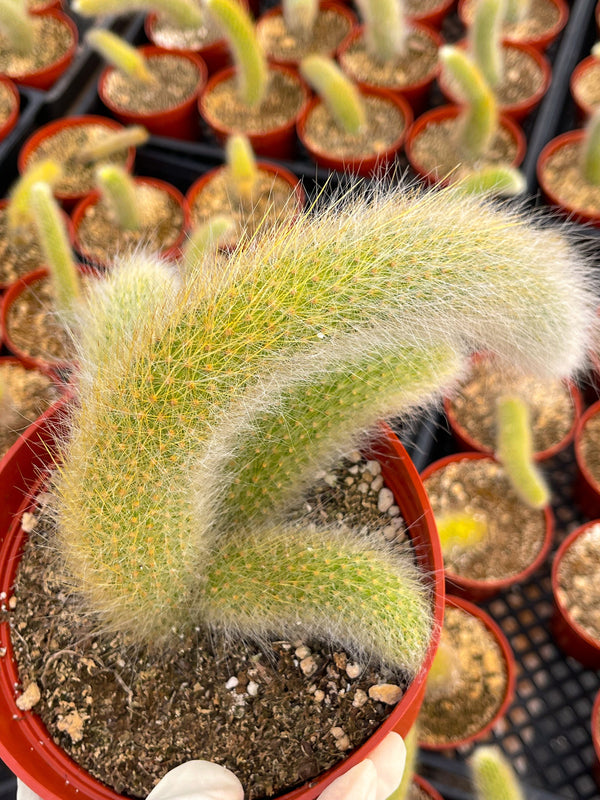 Monkey Tail Cactus | Hildewintera Colademononis | Rare cactus