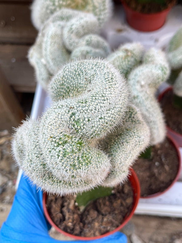 Crest Grafted Mammillaria Geminispina | Rare Cactus | Live Plant