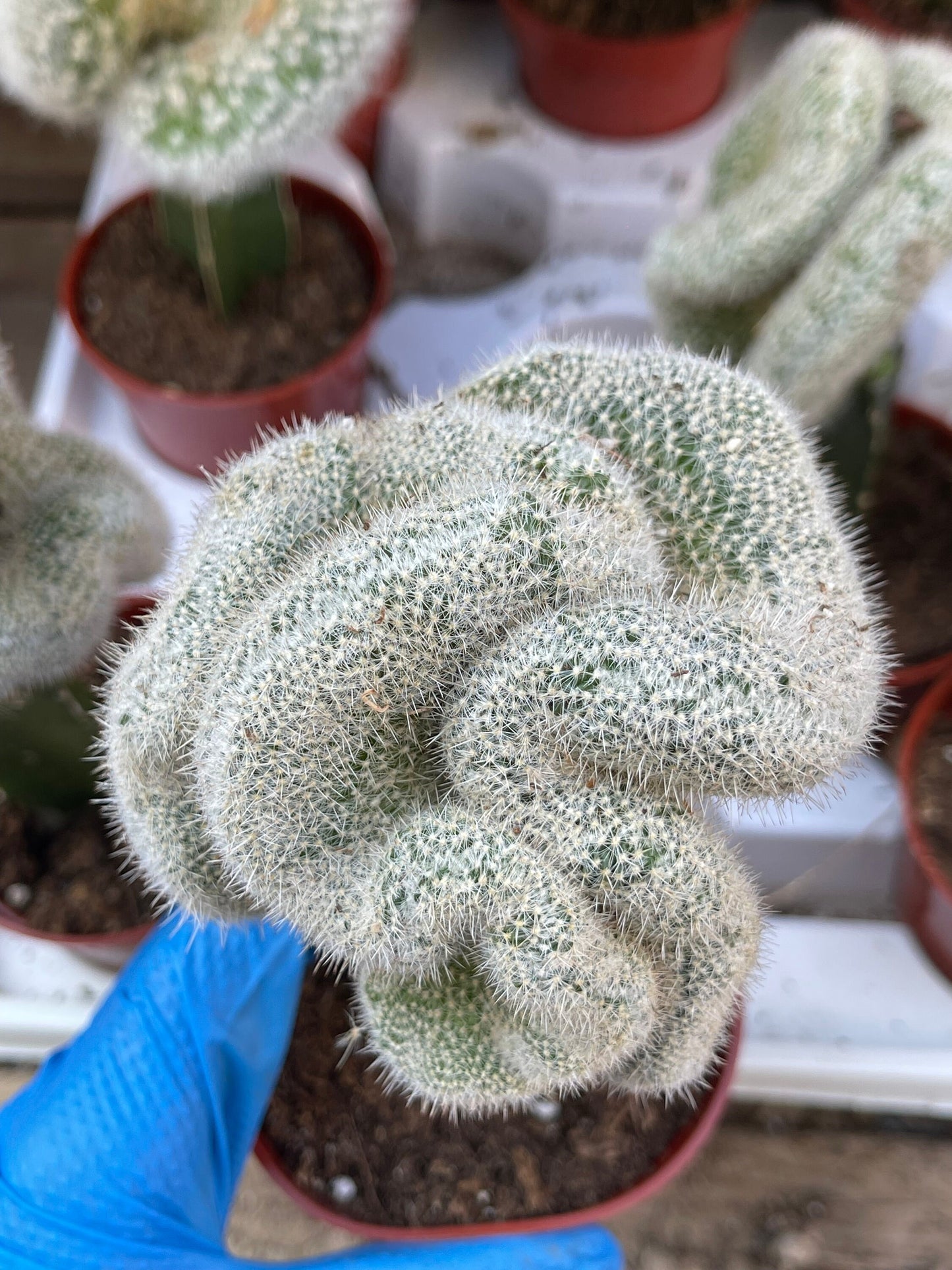 Crest Grafted Mammillaria Geminispina | Rare Cactus | Live Plant