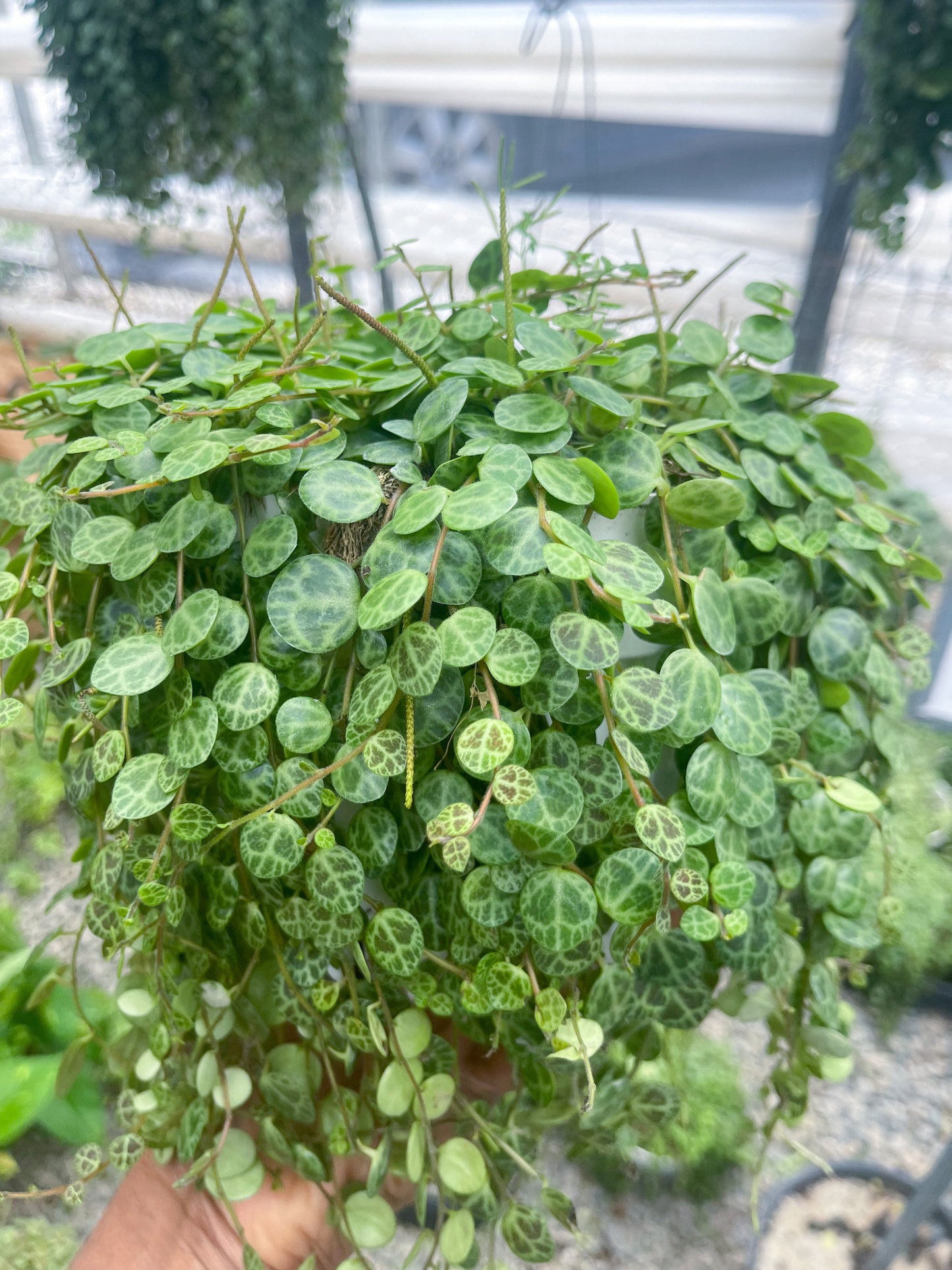 String of Turtles | Live Succulent | Hanging Plants