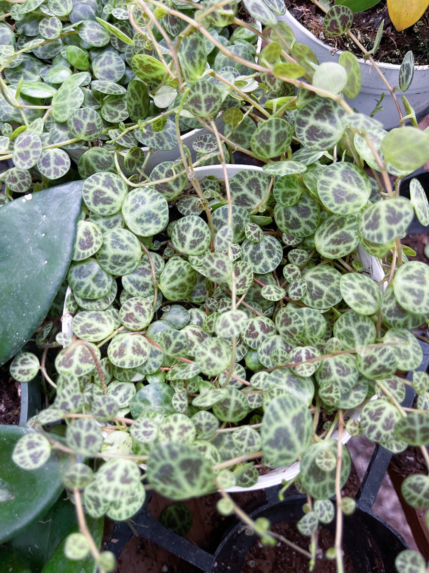 String of Turtles | Live Succulent | Hanging Plants