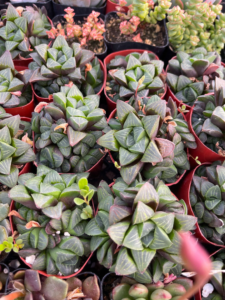 Harworthia Mutica Clusters | Live Succulent