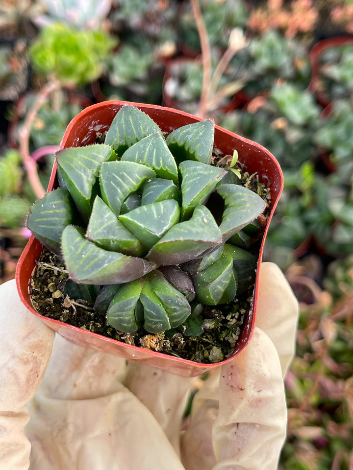 Harworthia Mutica Clusters | Live Succulent