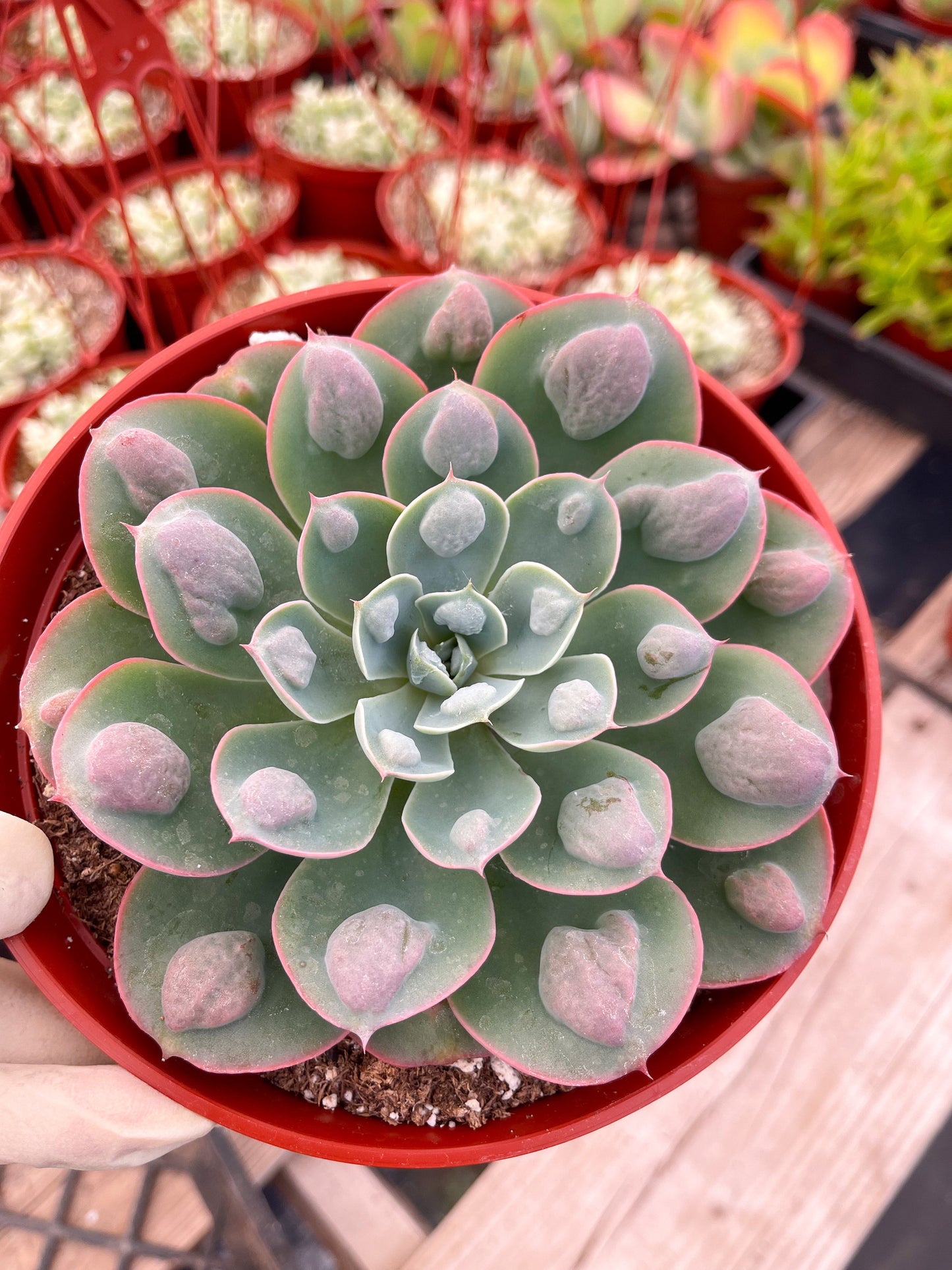 Echeveria Raindrops | Echeveria succulent | Live Plant