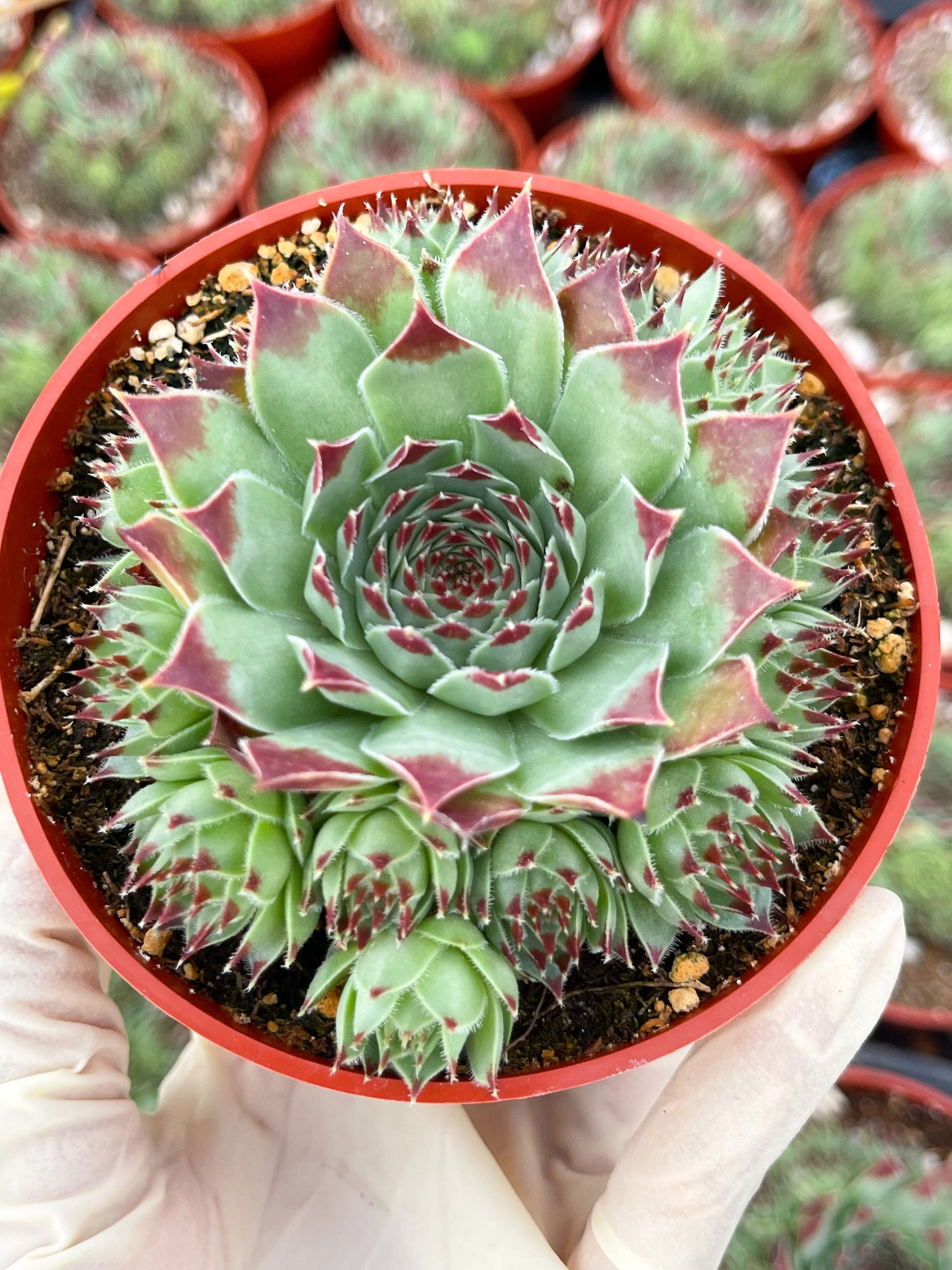 Hens & Chick Succulents | Sempervivum | Live Succulent